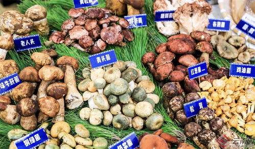 2024大理味道美食季暨云品進(jìn)京推介活動(dòng)盛大啟動(dòng) 品味蒼洱風(fēng)情，助力滇品出滇